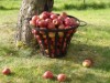 Bild 19