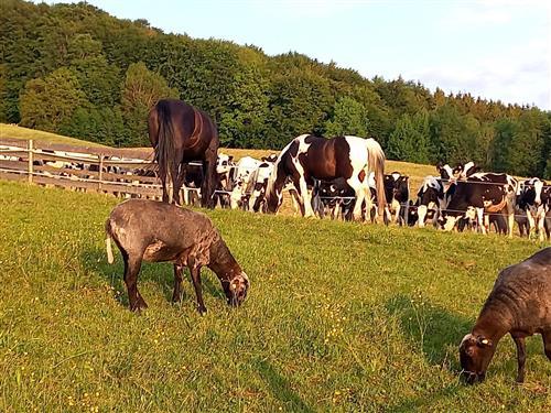 Gård - 2 personer -  - Laiter - 4894 - Oberhofen Am Irrsee