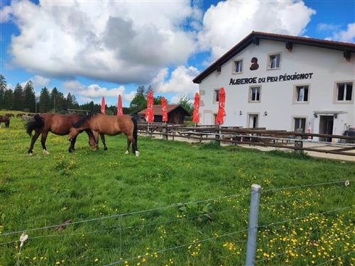 Sommerhus - 10 personer -  - Le Peu-Péquignot - 2340 - Le Noirmont