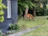 Bild 32
