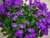 Billede 6