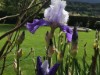 Billede 12