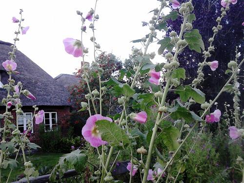 Sommerhus - 4 personer -  - Dorfstraße - 25899 - Dagebüll