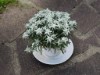 Bild 17