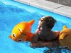 Billede 43 - Pool