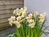 Afbeelding 20