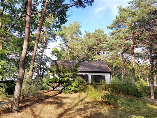 Holiday apartment - 4 persons -  - Kieferngrund - 17459 - Zempin