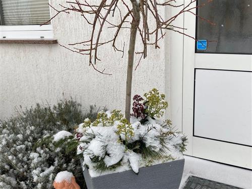 Holiday apartment - 4 persons -  - Kampstraße - 17449 - Trassenheide