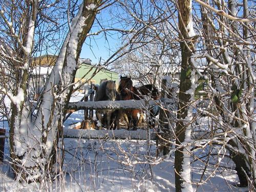 Feriehus / leilighet - 5 personer -  - Dorfstr. - 24996 - Ahneby