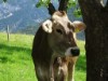 Bild 33