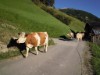 Billede 53