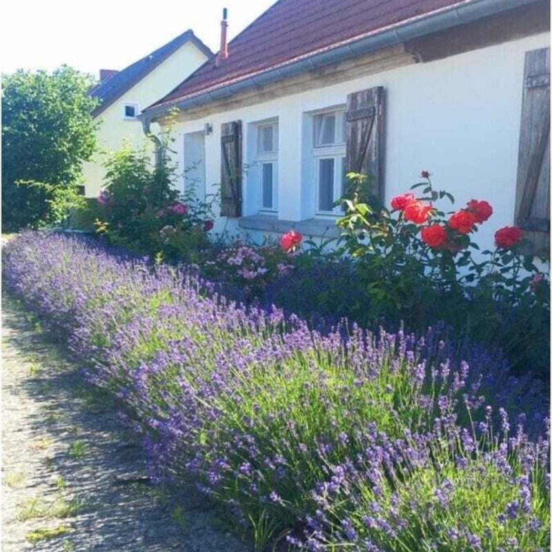 Sommerhus - 4 personer -  - 16775 - Sonnenberg Ot Baumgarten