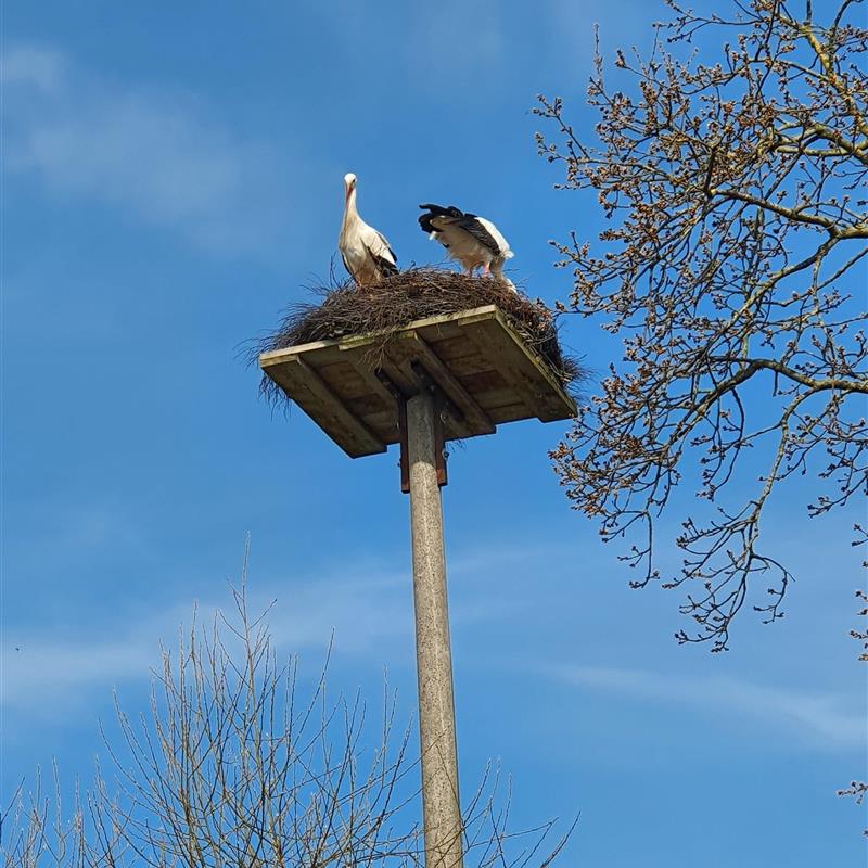 Ferielejlighed - 3 personer -  - Thomshörnweg - 24803 - Erfde