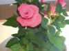Billede 12