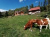 Billede 39