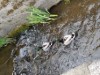 Billede 7