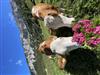 Bilde 9