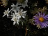 Image 31