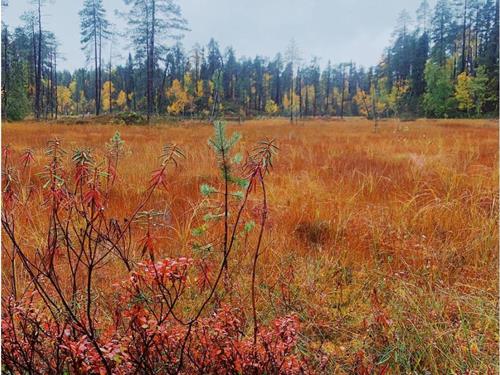 Fritidshus - 8 personer -  - Salla - 98900