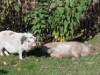 Bild 17