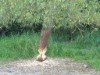 Bild 39 - Ude