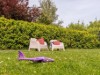 Bild 41