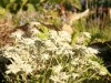Bilde 10