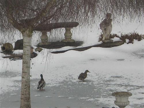 Ferielejlighed - 2 personer -  - Plankentalstr. - 88422 - Bad Buchau