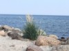 Bilde 7
