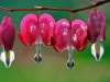 Billede 4