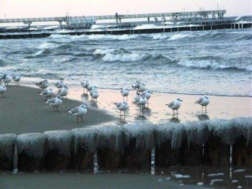 Feriecenter - 6 personer -  - Paul-Kühne-Str. - 17459 - Koserow