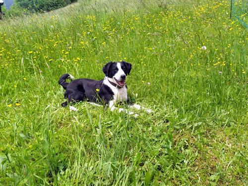 Ferieleilighet - 6 personer -  - Badstubengasse - 5700 - Zell Am See