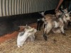 Bild 19