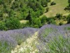 Image 24