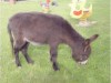 Bild 17
