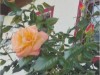 Billede 4