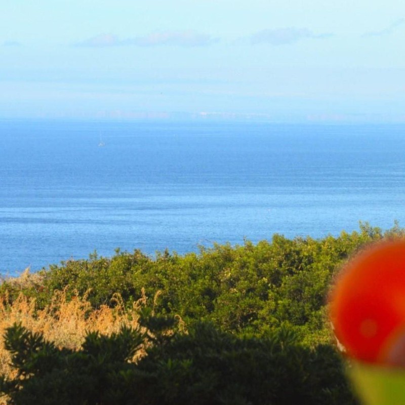 Ferielejlighed - 2 personer -  - Carvoeiro - 8400-525