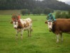 Bilde 4