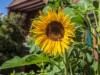 Bilde 35