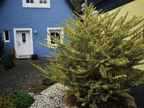 Fritidshus - 3 personer -  - Deutschherrenstr. - 54492 - Zeltingen-Rachtig