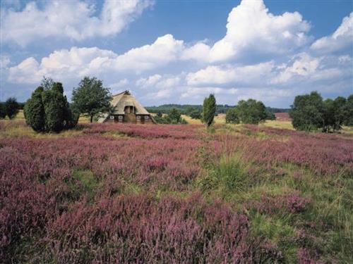 Ferielejlighed - 4 personer -  - Töpinger Straße - 29646 - Bispingen