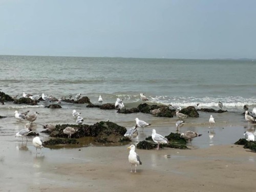 Ferielejlighed - 4 personer -  - 8300 - Knokke-Heist