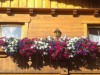Bilde 48