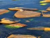 Image 37