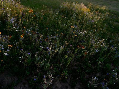 Ferieleilighet - 8 personer -  - Buchberg - 94545 - Hohenau