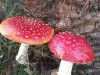 Bild 18