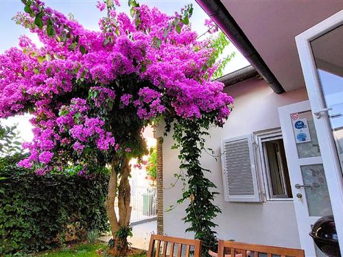 Holiday Home/Apartment - 4 persons -  - Selo - 52100 - Premantura