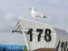 Billede 19