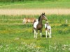 Billede 16