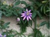Bild 21